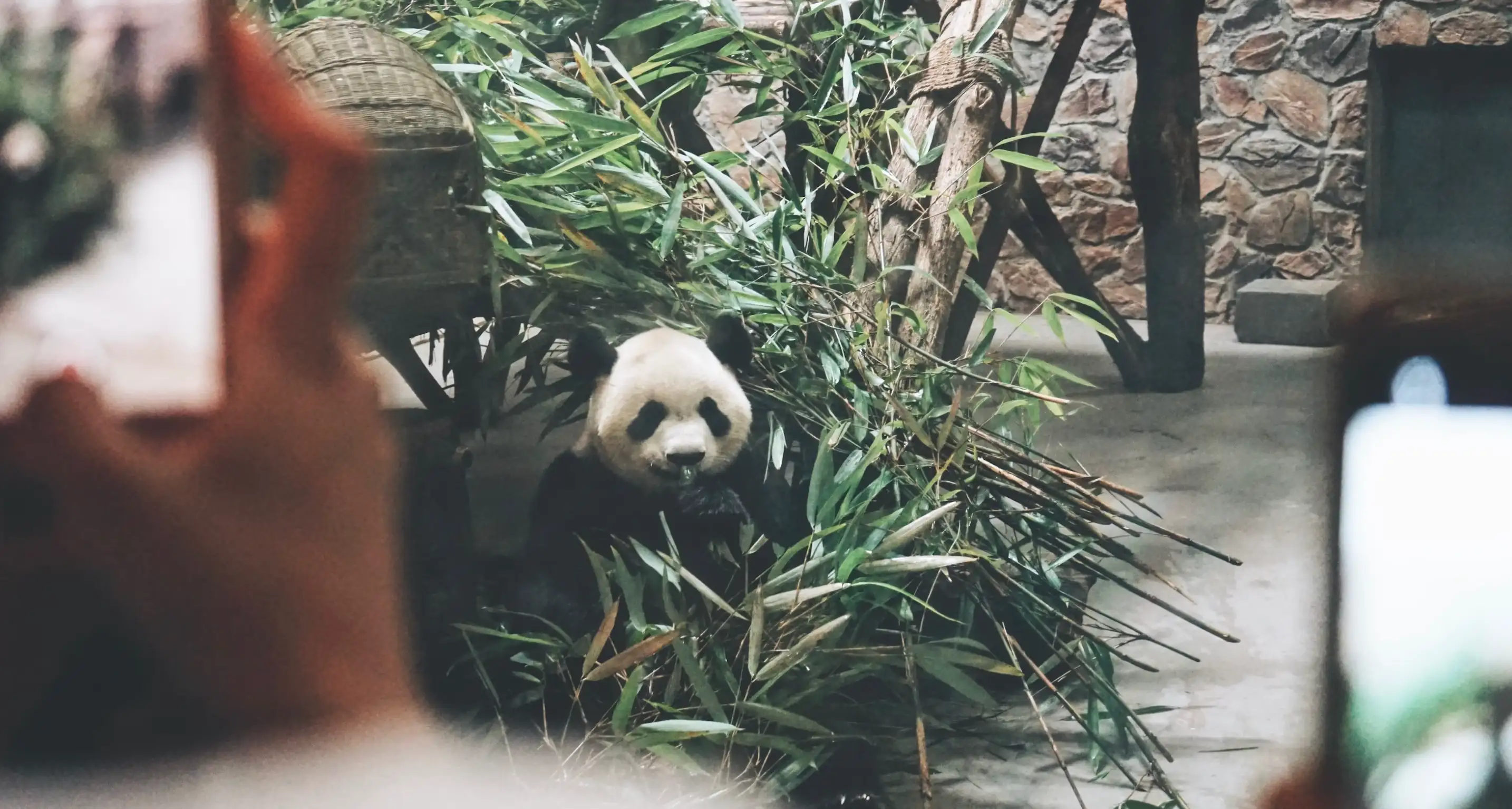Chengdu Giant Panda