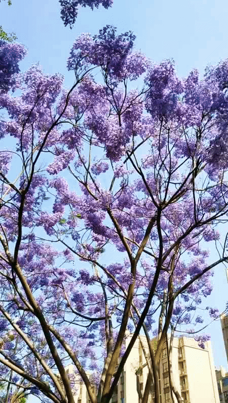 Image related to Panzhihua: China's Most Underrated Winter Paradise – 26°C Sunshine + Floral Bliss, the Ultimate Dream Escape
