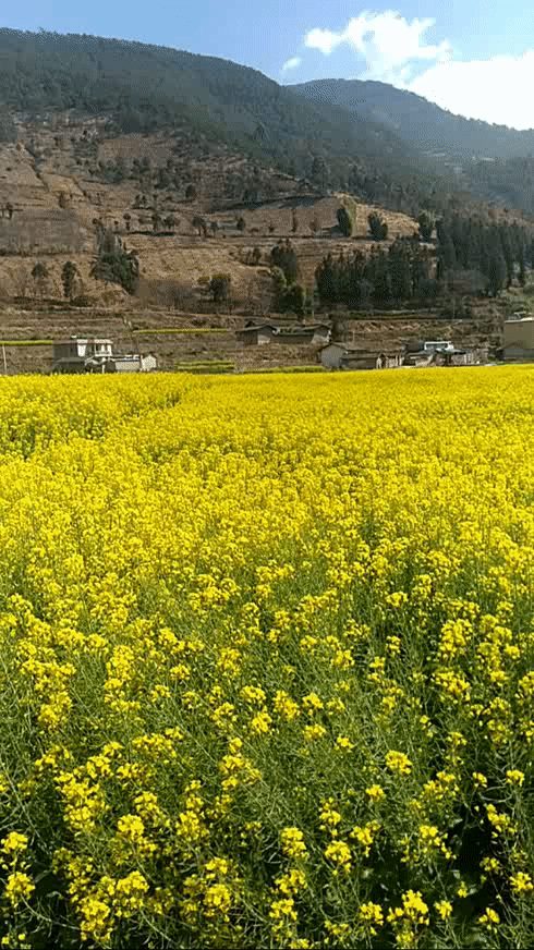 Image related to Panzhihua: China's Most Underrated Winter Paradise – 26°C Sunshine + Floral Bliss, the Ultimate Dream Escape