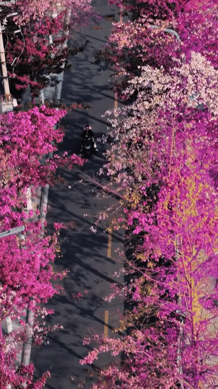 Image related to Panzhihua: China's Most Underrated Winter Paradise – 26°C Sunshine + Floral Bliss, the Ultimate Dream Escape