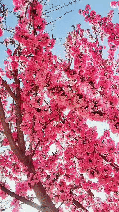 Image related to Panzhihua: China's Most Underrated Winter Paradise – 26°C Sunshine + Floral Bliss, the Ultimate Dream Escape