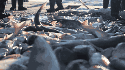 Image related to How Northeastern Chinese Master Fish Cuisine: A Revelation to Southerners