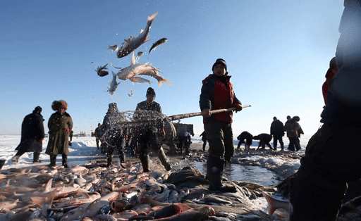 Image related to How Northeastern Chinese Master Fish Cuisine: A Revelation to Southerners