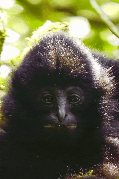 Image related to What Is a Land of Symbiosis? It's Breaking Cocoons, Howling Gibbons, Every Creature Across a 7,000-Meter Elevation Drop