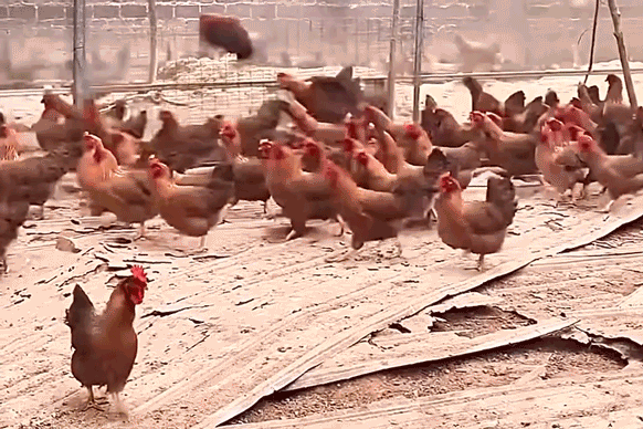 Image related to China's Wealthiest Province: Is Taking Guests to Rural Farmhouse Eateries the Ultimate Hospitality?