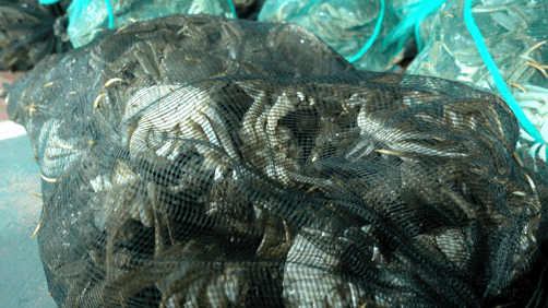 Image related to How Amazing Is Jiangsu's Crab Farming Industry?