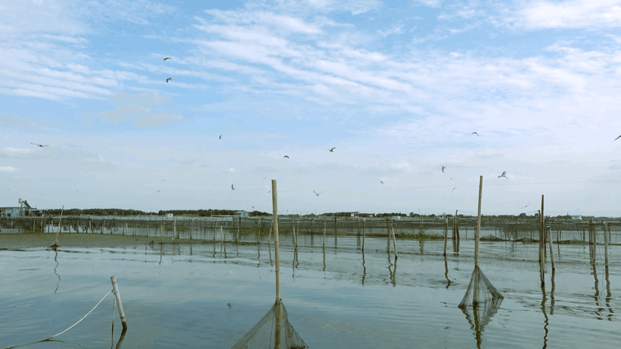 Image related to How Amazing Is Jiangsu's Crab Farming Industry?
