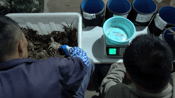 Image related to How Amazing Is Jiangsu's Crab Farming Industry?