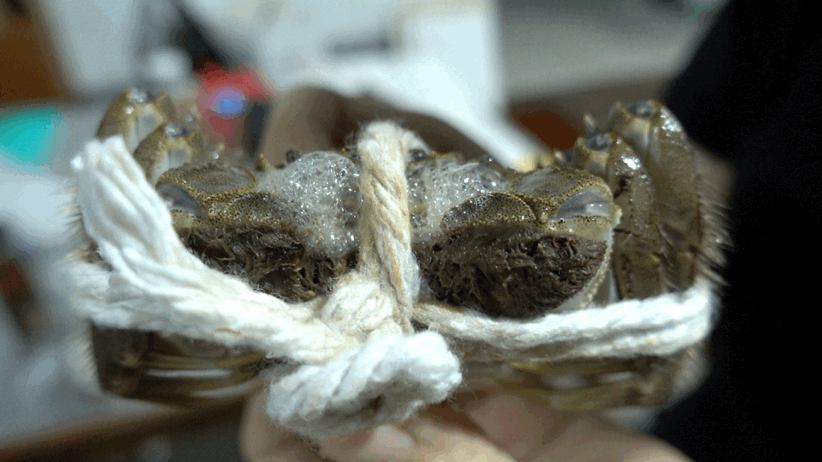 Image related to How Amazing Is Jiangsu's Crab Farming Industry?