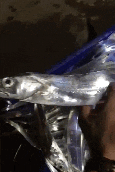 Image related to The Hierarchy of Chinese Seafood Consumption: How Did This Province Rise to the Top?