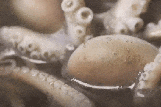 Image related to The Hierarchy of Chinese Seafood Consumption: How Did This Province Rise to the Top?