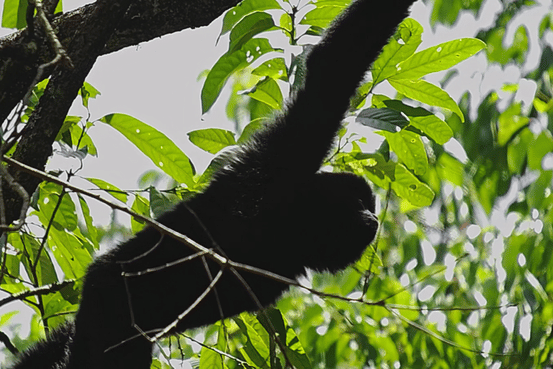 Image related to What Is a Land of Symbiosis? It's Breaking Cocoons, Howling Gibbons, Every Creature Across a 7,000-Meter Elevation Drop