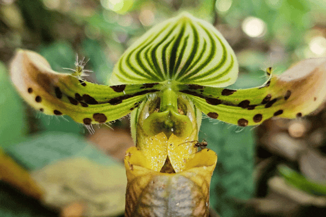 Image related to What Is a Land of Symbiosis? It's Breaking Cocoons, Howling Gibbons, Every Creature Across a 7,000-Meter Elevation Drop