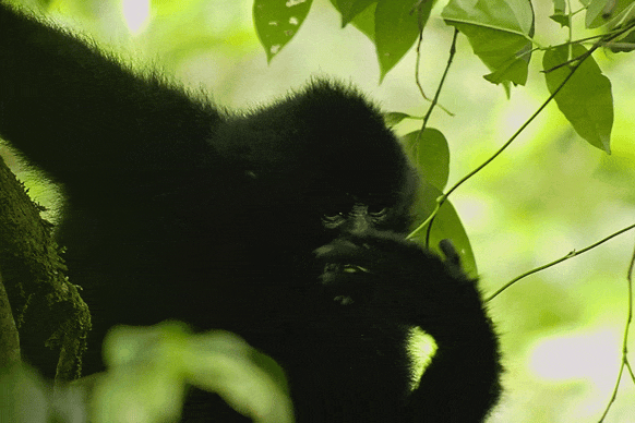 Image related to What Is a Land of Symbiosis? It's Breaking Cocoons, Howling Gibbons, Every Creature Across a 7,000-Meter Elevation Drop