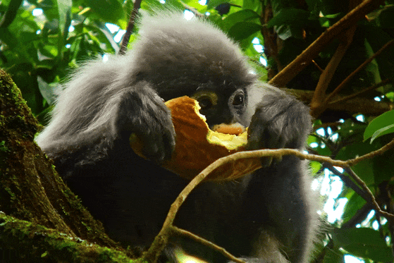 Image related to What Is a Land of Symbiosis? It's Breaking Cocoons, Howling Gibbons, Every Creature Across a 7,000-Meter Elevation Drop