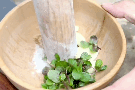 Image related to The Undisputed Champion of Cilantro Consumption in China: This Province Takes Second Place to None!
