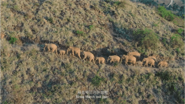 Image related to Rainforest Elephant Water Festival: Guess This Southern City Where People Wear Short Sleeves in Winter!