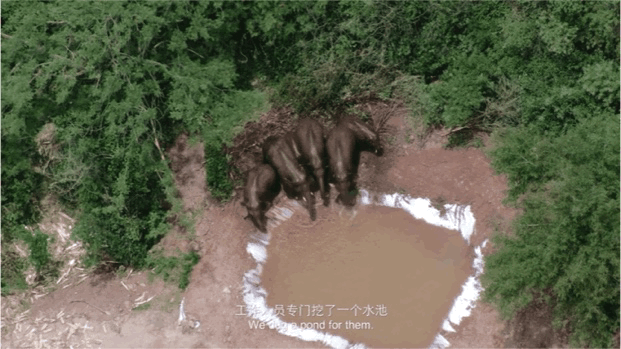Image related to Rainforest Elephant Water Festival: Guess This Southern City Where People Wear Short Sleeves in Winter!