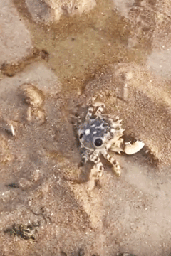 Image related to This Underrated Northern Province Is China's Seafood Secret, Making Abalone Affordable for All