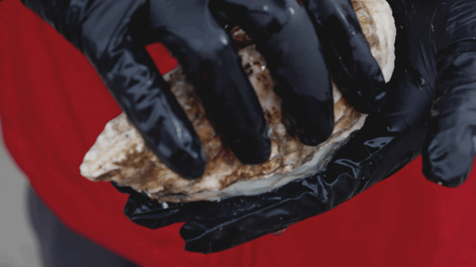 Image related to How This Unassuming Shandong Town Became an Oyster Powerhouse