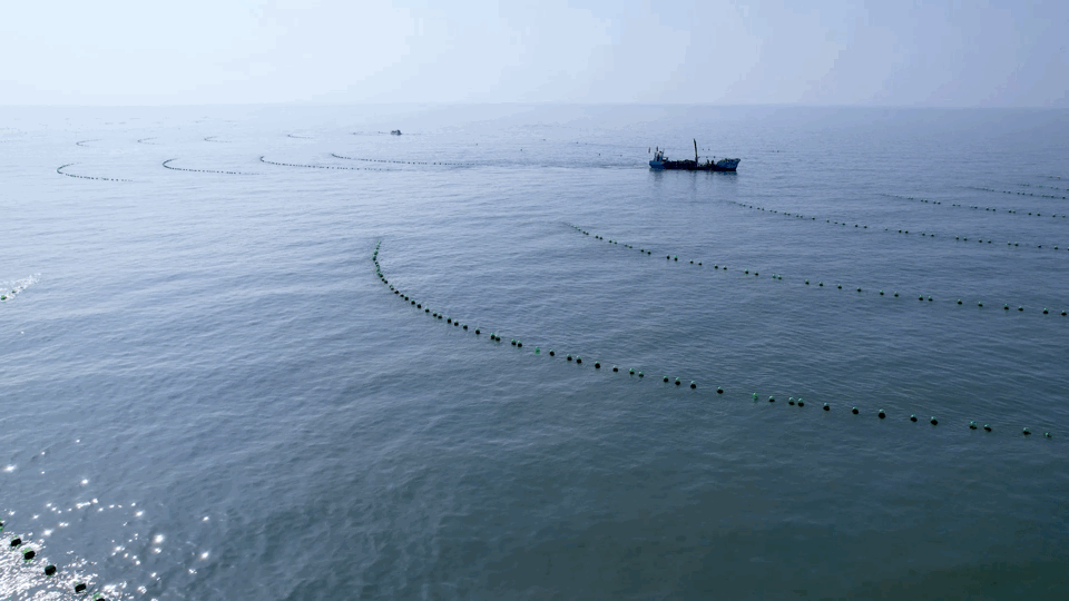 Image related to How This Unassuming Shandong Town Became an Oyster Powerhouse
