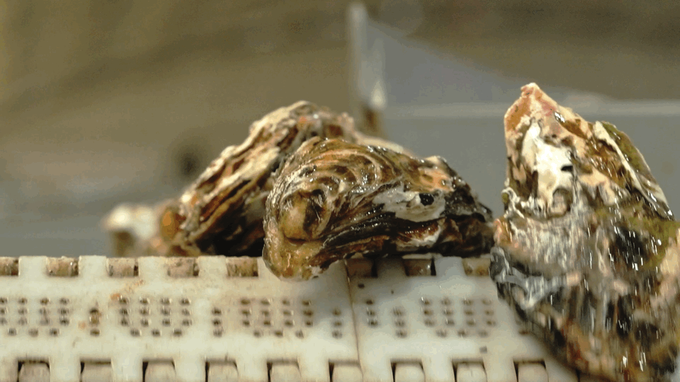 Image related to How This Unassuming Shandong Town Became an Oyster Powerhouse