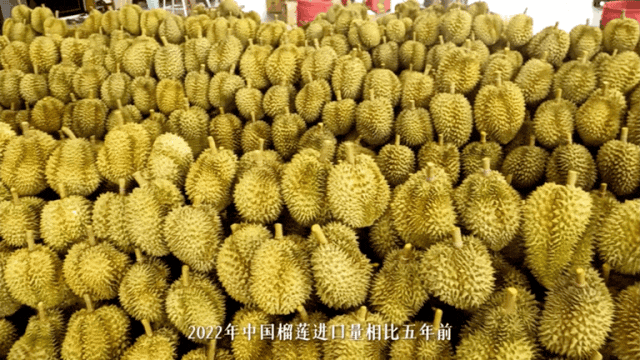 Image related to A Year-Round Fruit Fiesta: How This Mega-Province Sweetens China's Four Seasons