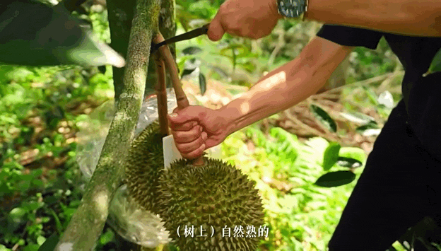Image related to A Year-Round Fruit Fiesta: How This Mega-Province Sweetens China's Four Seasons