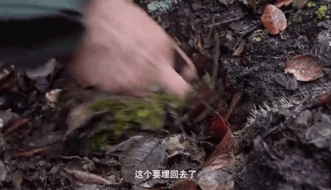 Image related to Why Does Shangri-La Grow the Best Matsutake Mushrooms?
