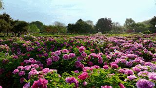 Luoyang: Ancient Capital Adorned with Fragrant Peonies, Recommended by China's Foreign Ministry to the World