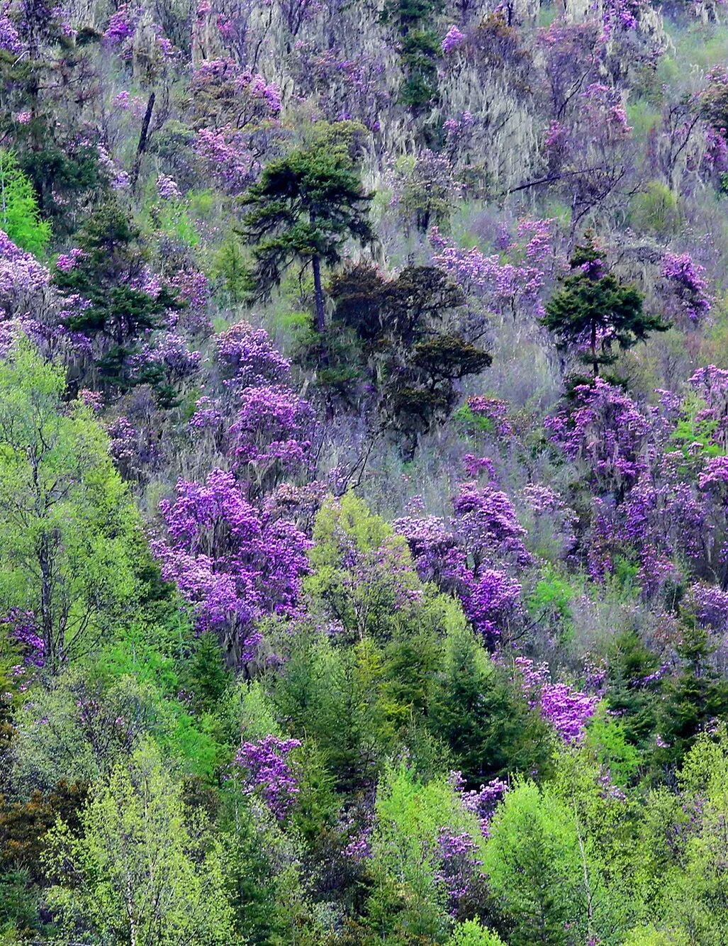 Image related to What is Yunnan?