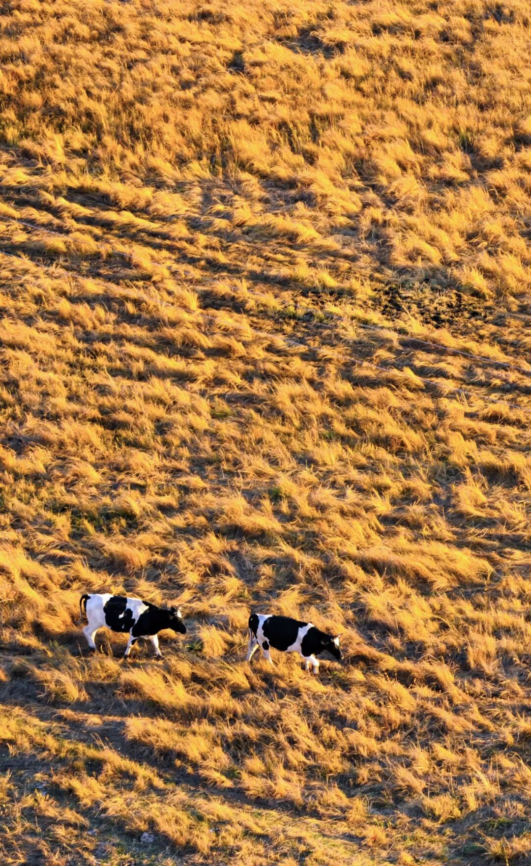 Image related to Who is the Top of China's Grasslands?