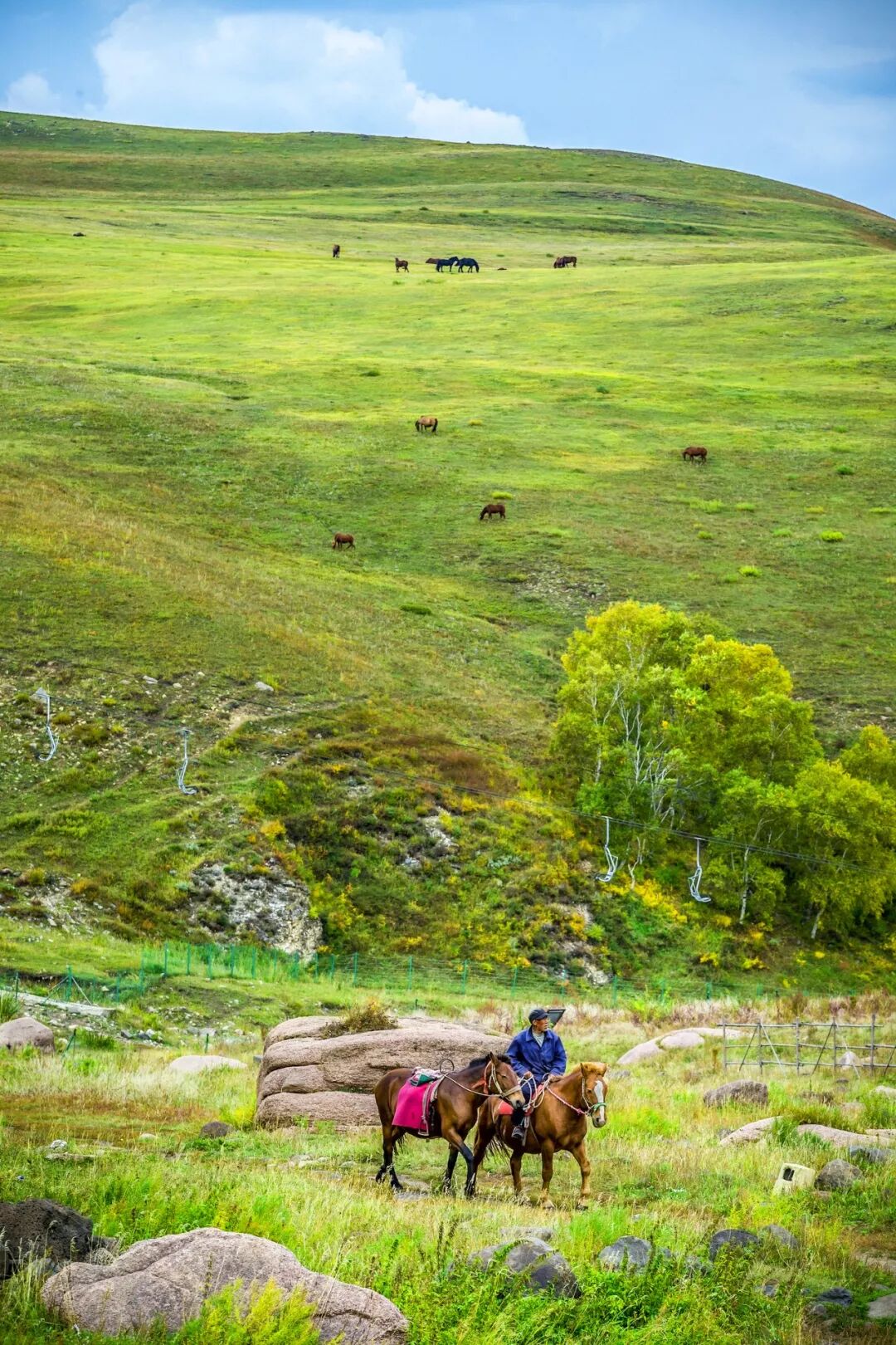 Image related to Who is the Top of China's Grasslands?
