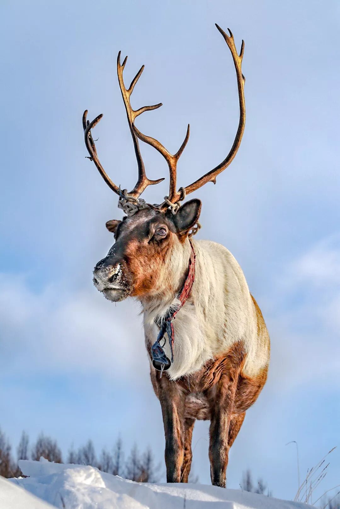 Image related to Who is the Top of China's Grasslands?