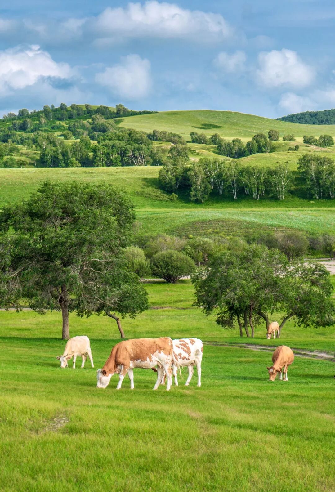 Image related to Who is the Top of China's Grasslands?
