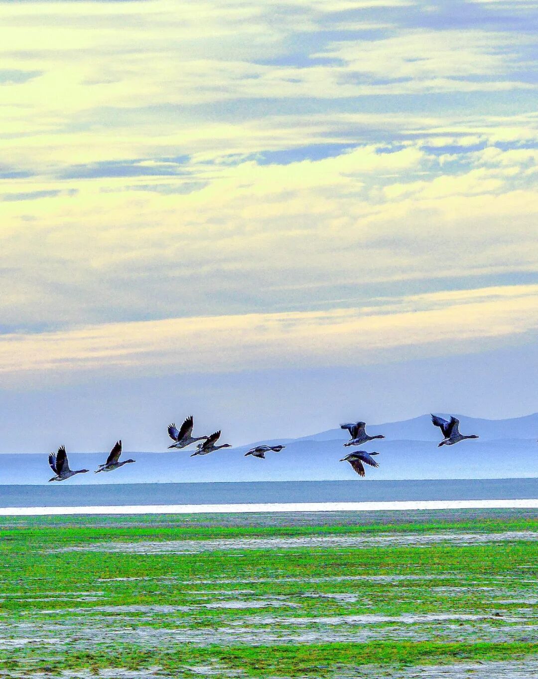 Image related to Who is the Top of China's Grasslands?