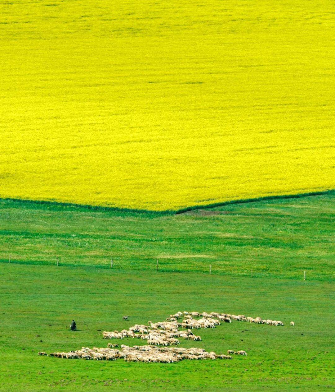 Image related to Who is the Top of China's Grasslands?