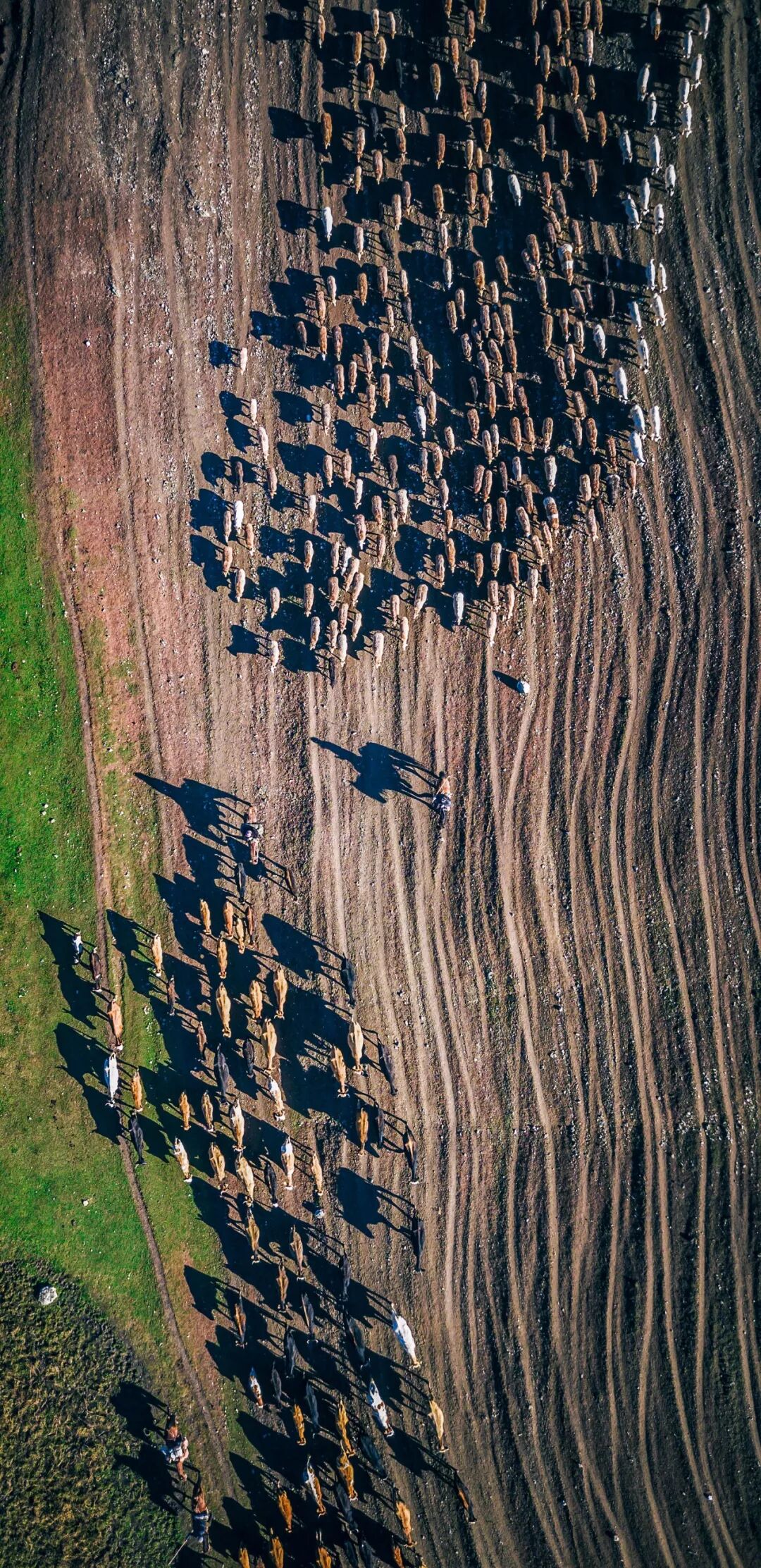 Image related to Who is the Top of China's Grasslands?