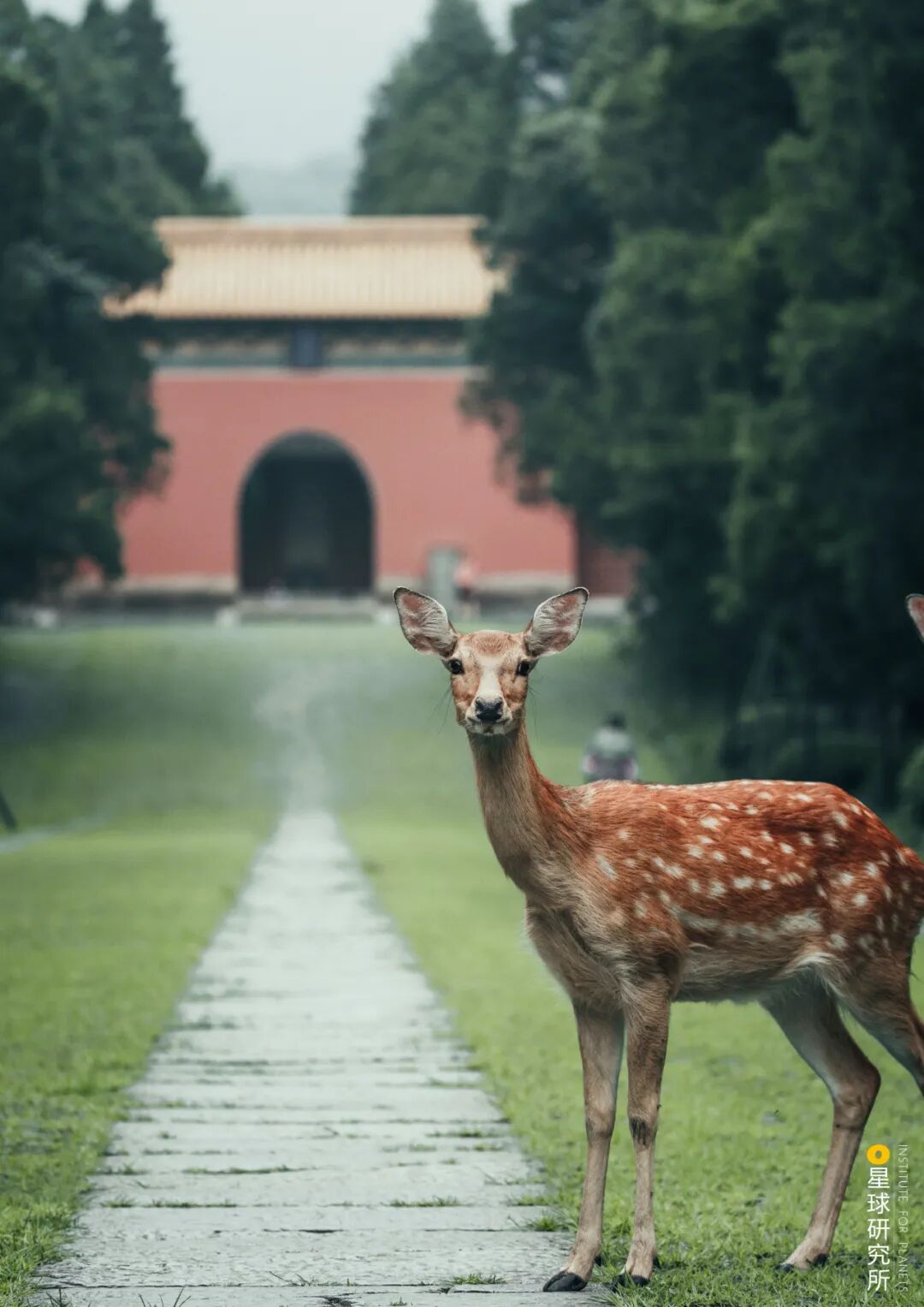 Image related to I Am Nanjing, I Am Jinling