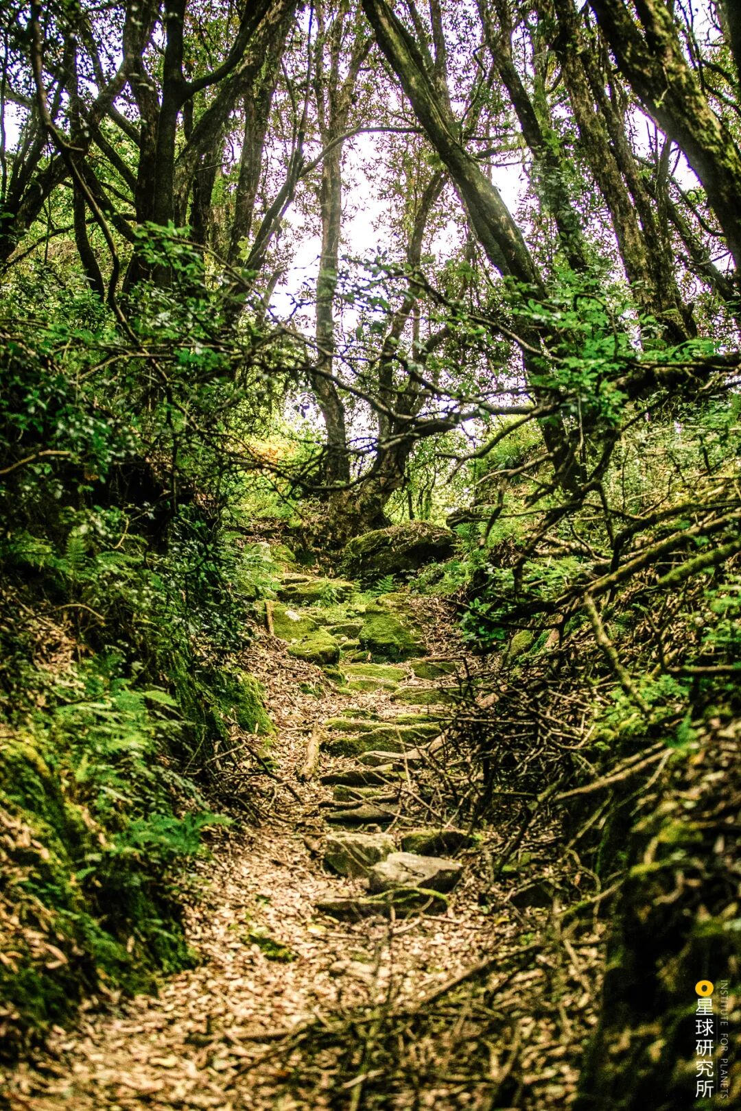 Image related to What Makes Tengchong, Yunnan So Unique?