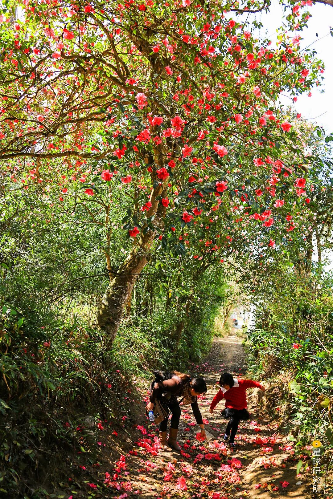 Image related to What Makes Tengchong, Yunnan So Unique?