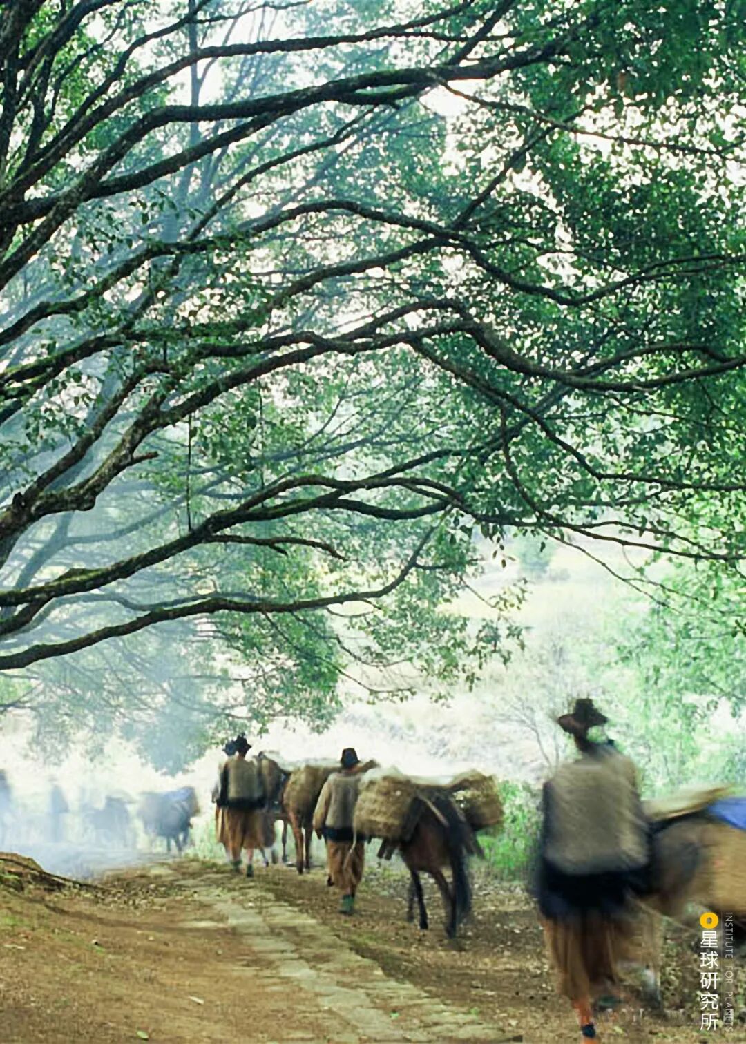 Image related to What Makes Tengchong, Yunnan So Unique?