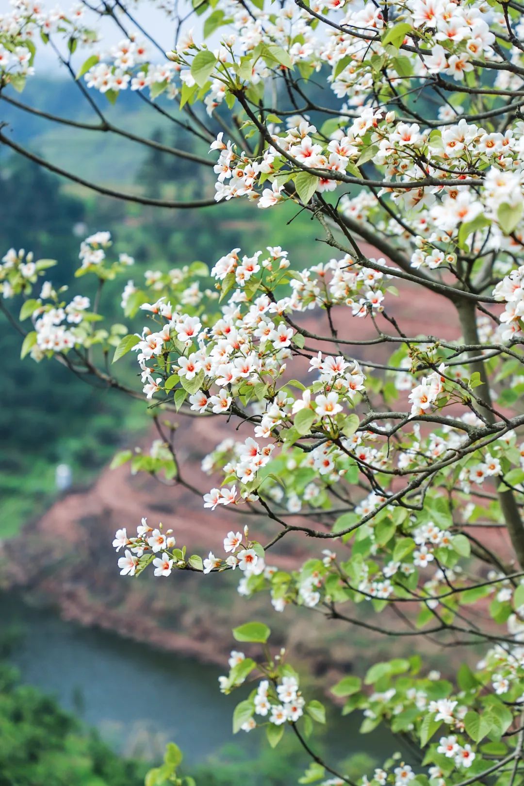 Image related to Wanzhou: The Other Face of Chongqing