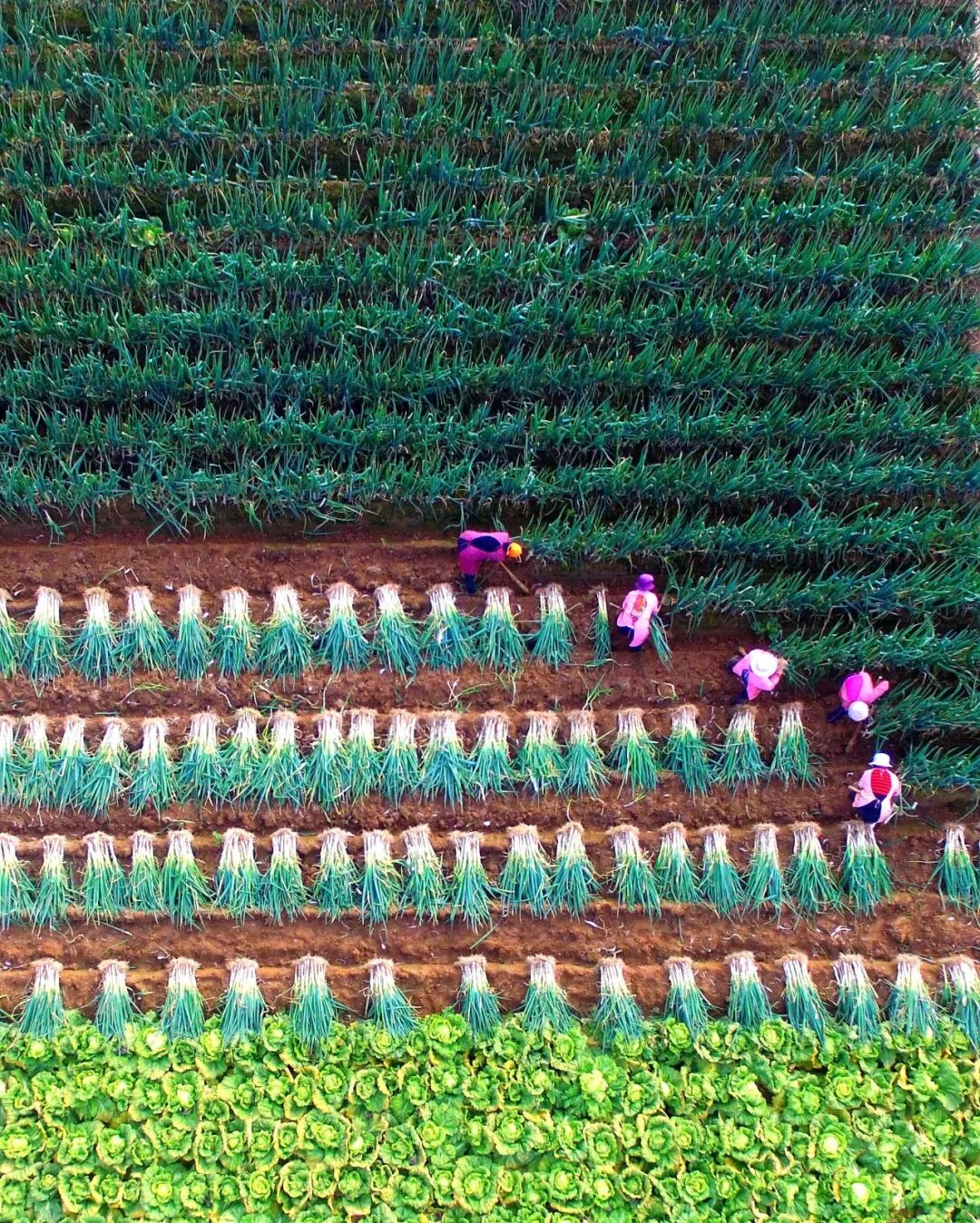 Image related to What Are the Key Differences Between Northern and Southern China?