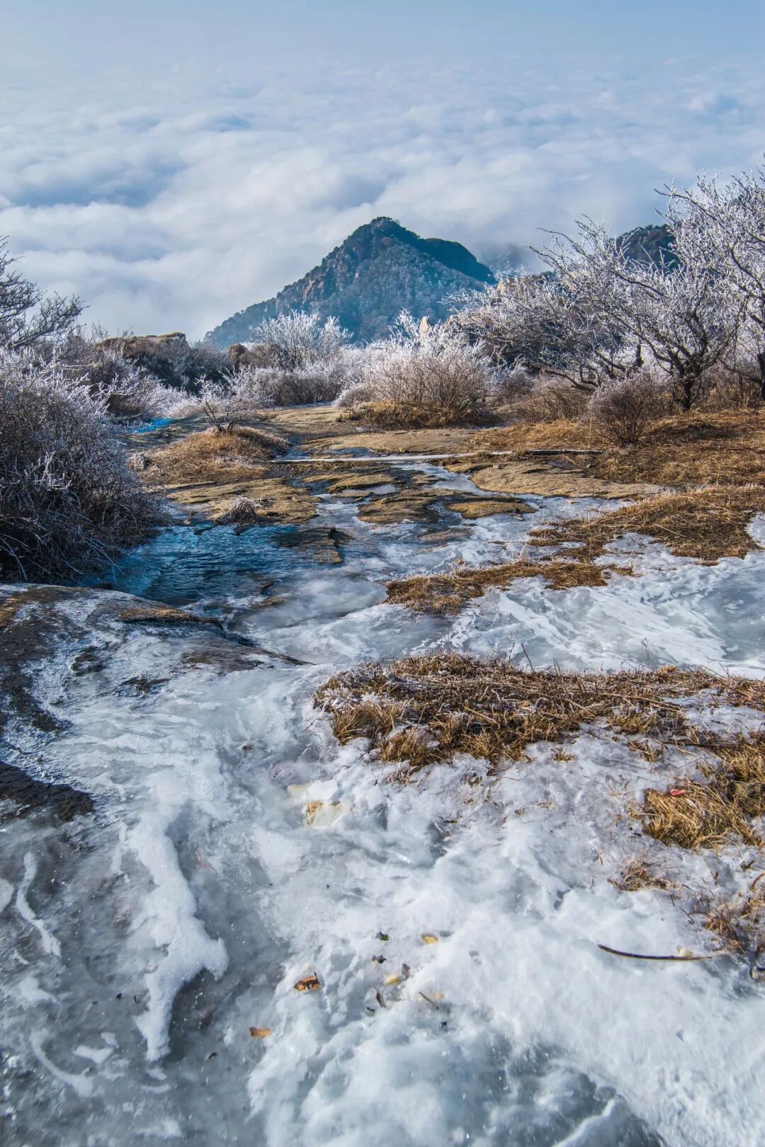 Image related to Not Just China's BBQ Capital: Also the Northernmost Tea-Producing Province!