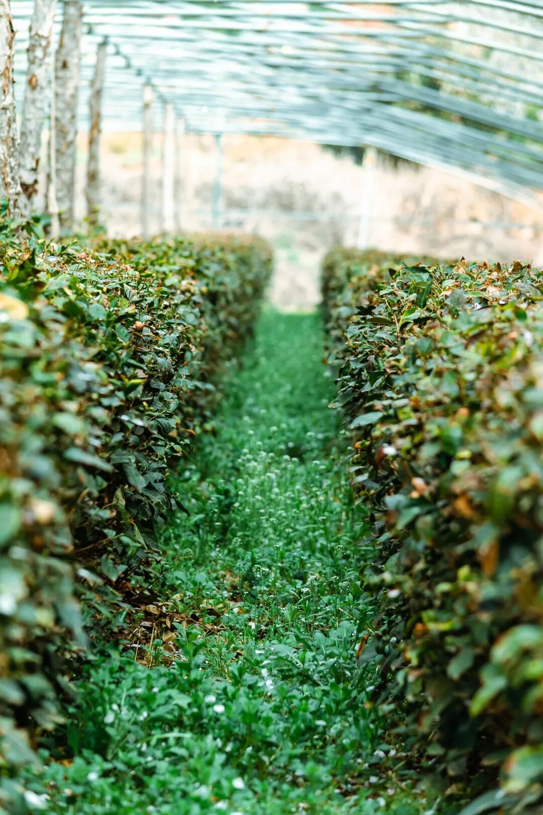 Image related to Not Just China's BBQ Capital: Also the Northernmost Tea-Producing Province!