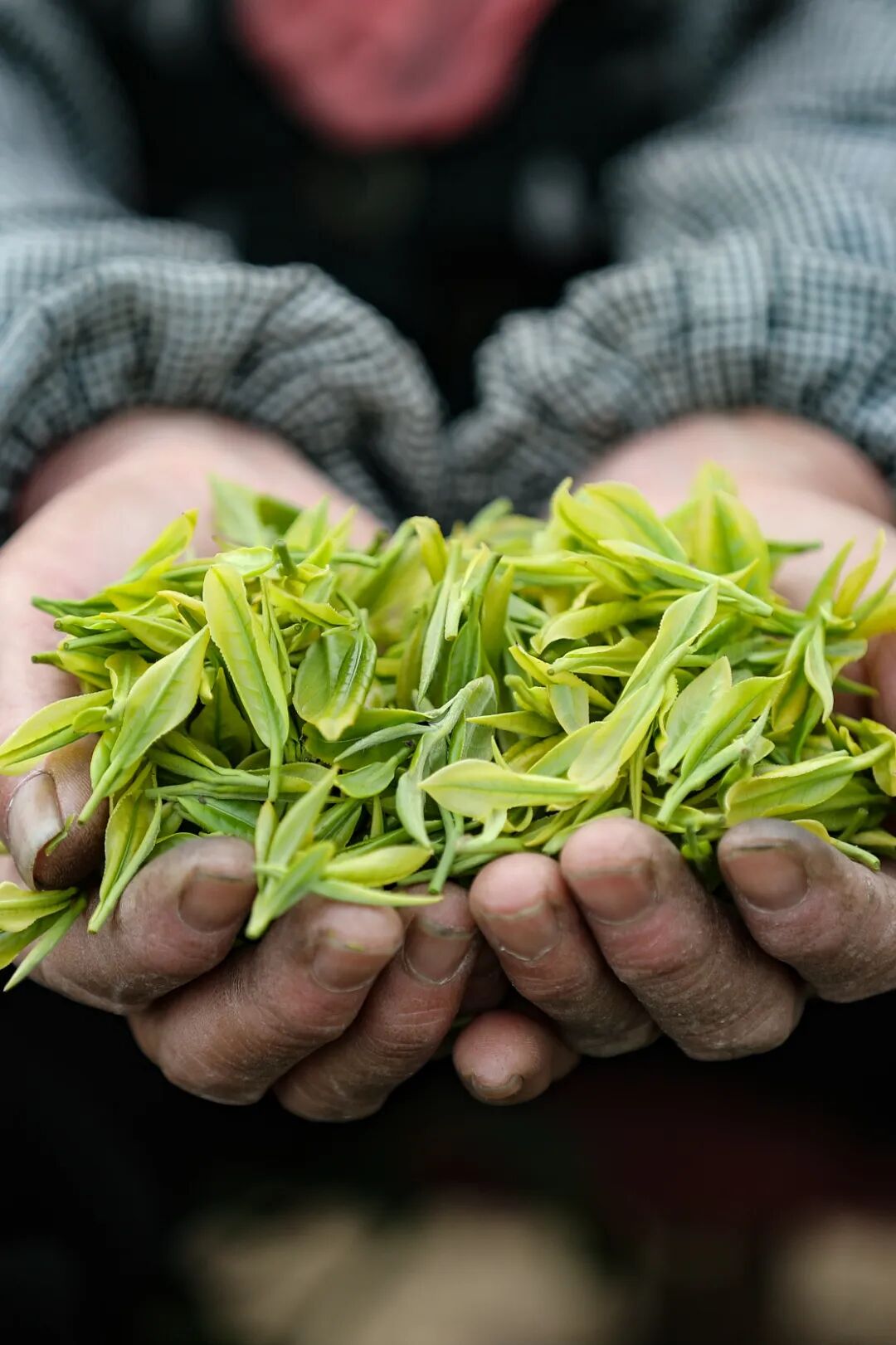 Image related to Not Just China's BBQ Capital: Also the Northernmost Tea-Producing Province!
