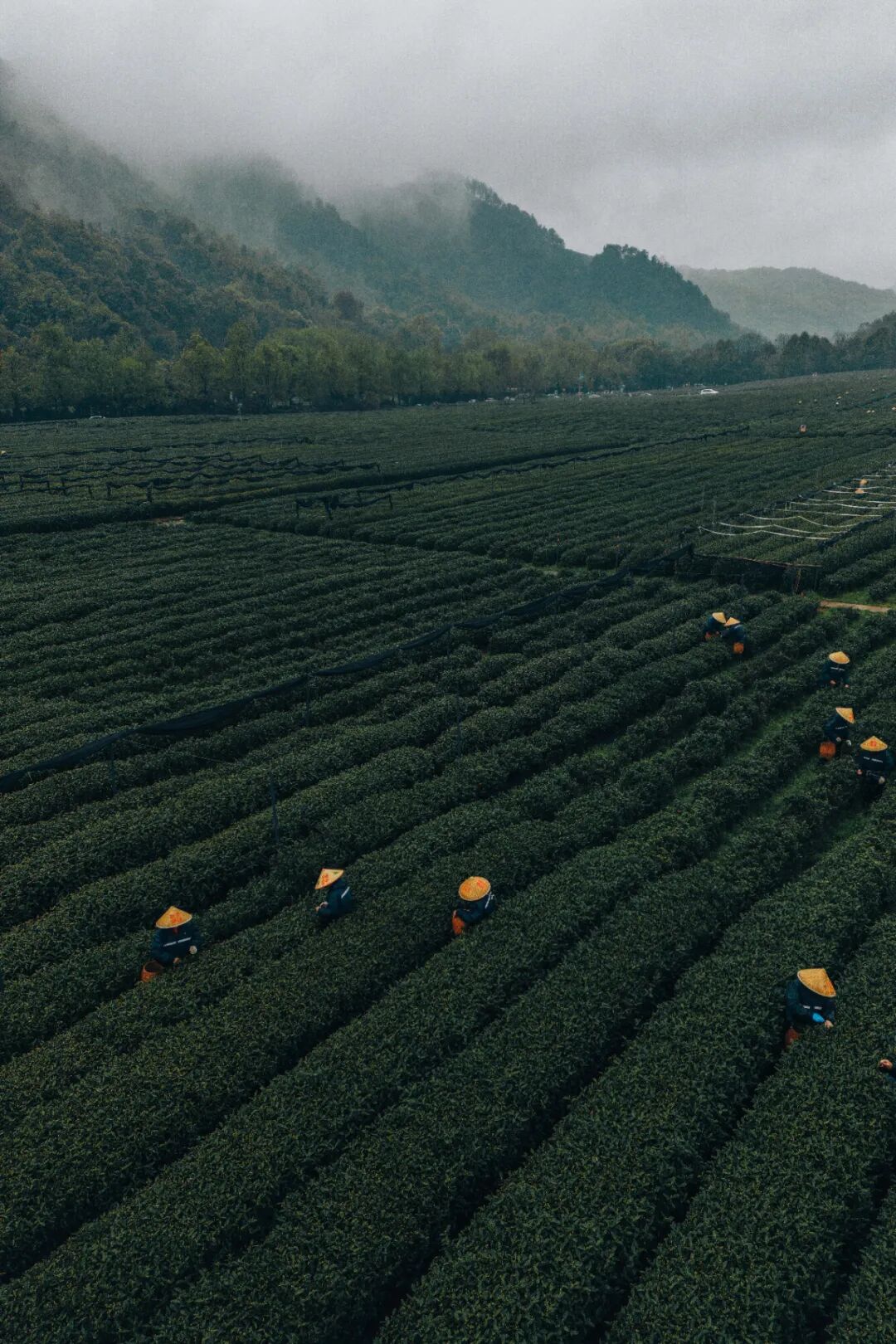 Image related to Not Just China's BBQ Capital: Also the Northernmost Tea-Producing Province!