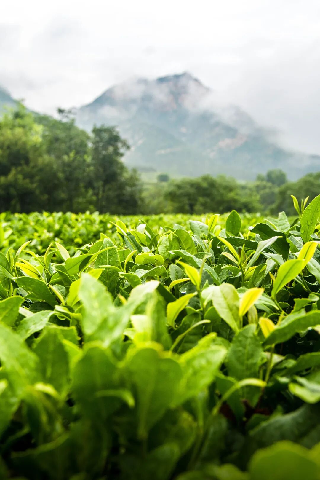 Image related to Not Just China's BBQ Capital: Also the Northernmost Tea-Producing Province!