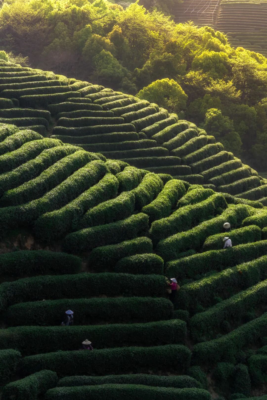 Image related to Why Does a Culinary Desert Offer China's Most Exquisite Freshness?